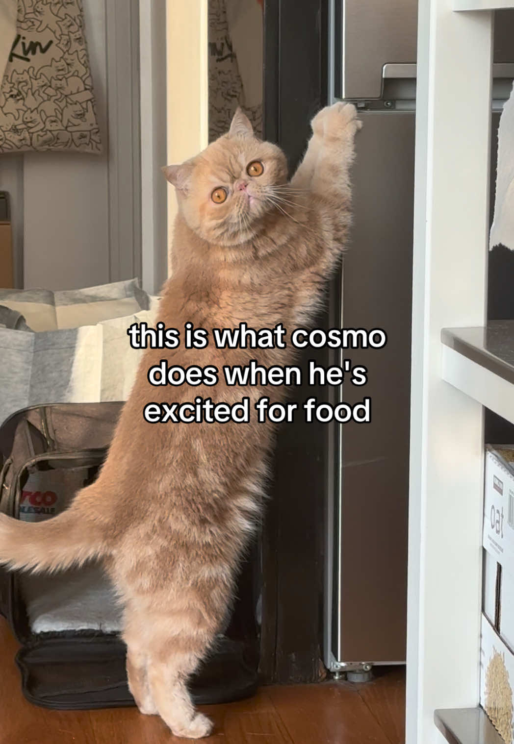 @cosmo exotic