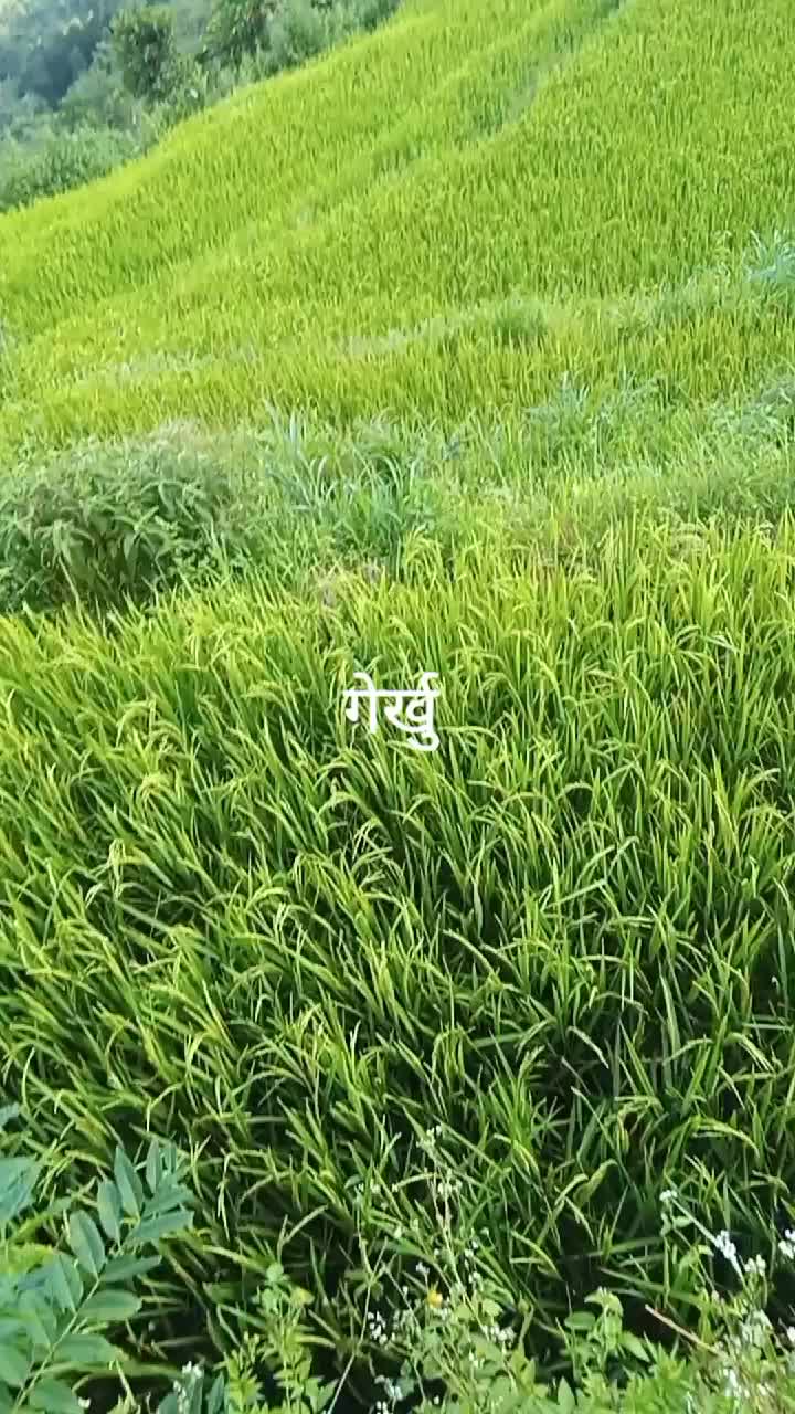 @Ashok Timsina