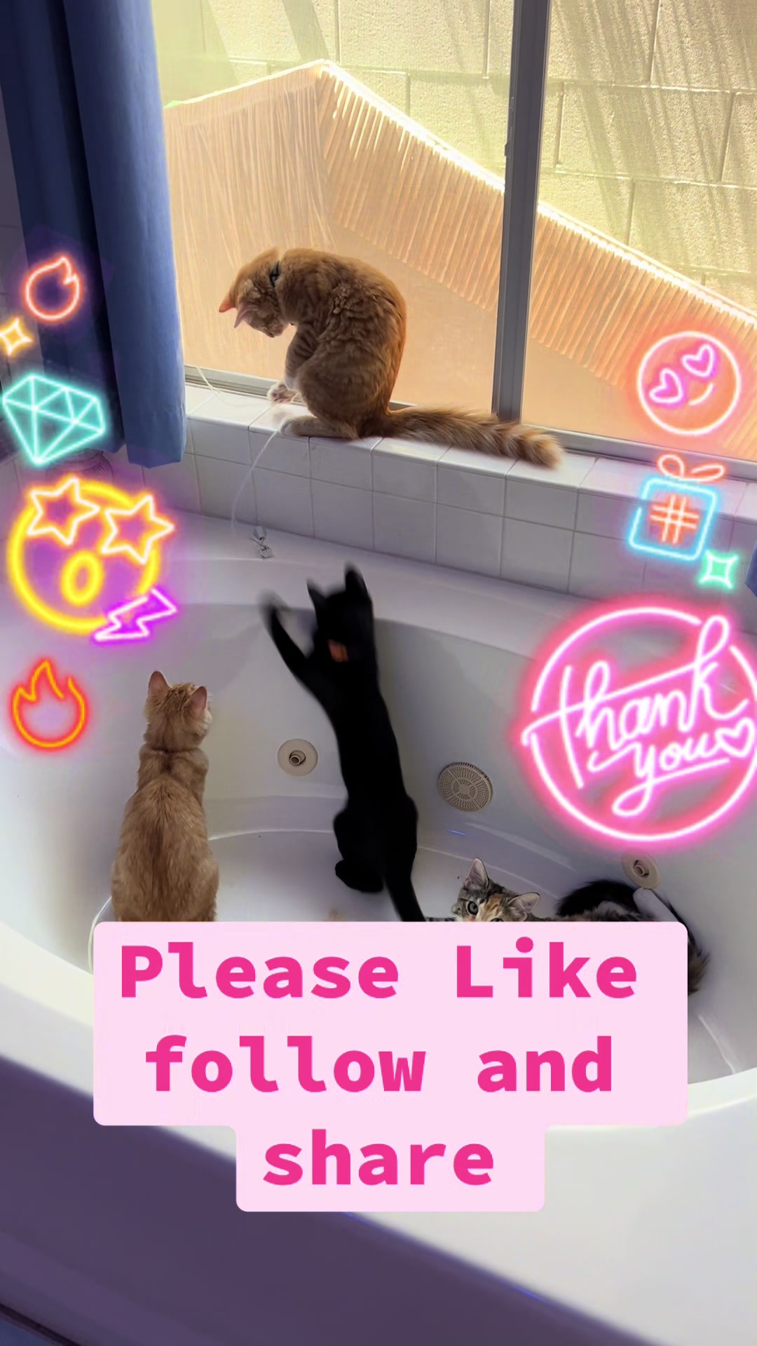 @felines.fish.furyfriends