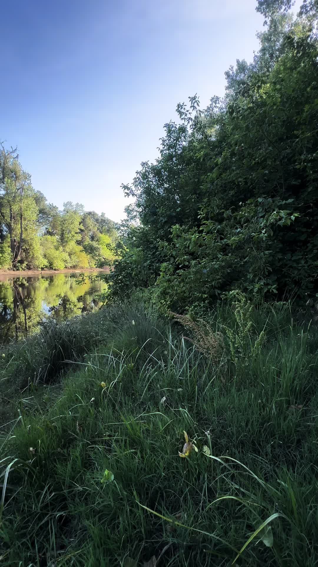 @🌲