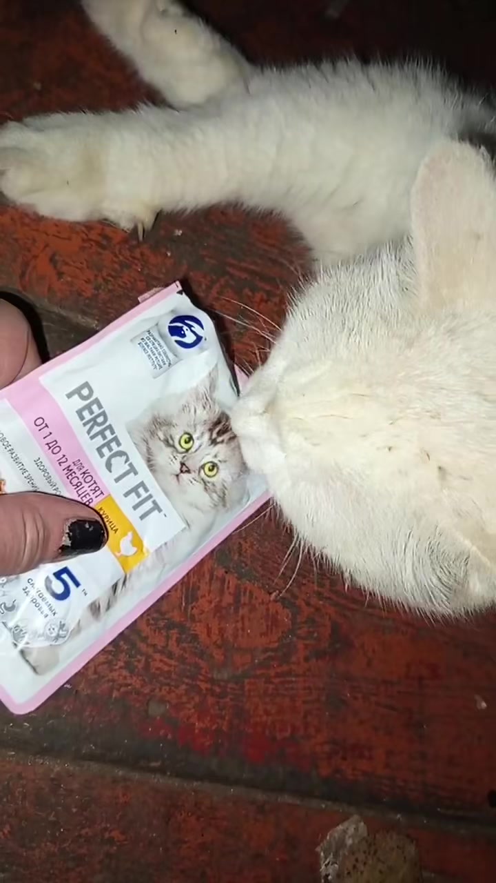 @user753674787