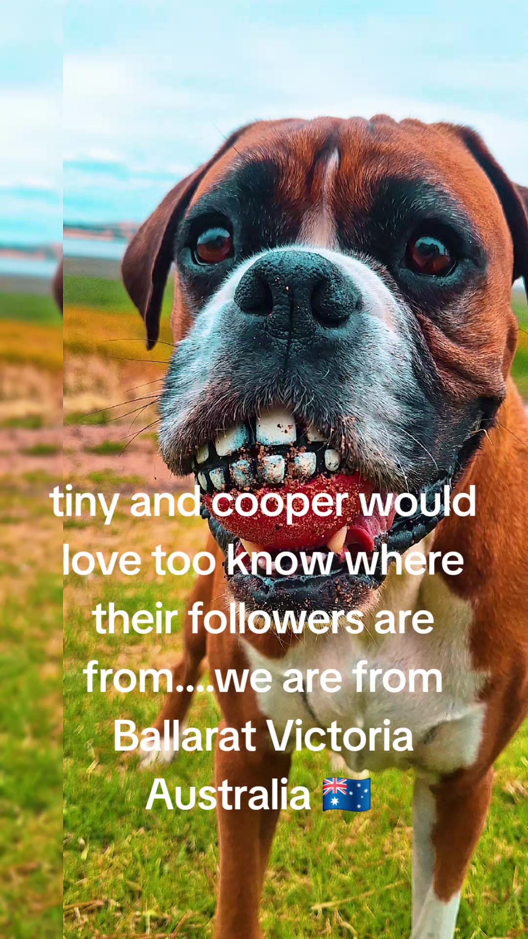 @boxerbrothers73