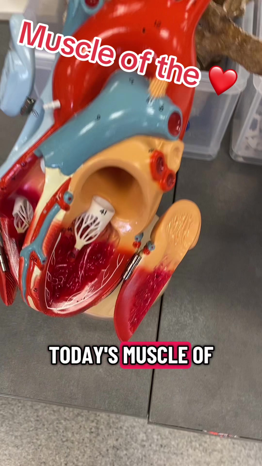 @musclesdaily