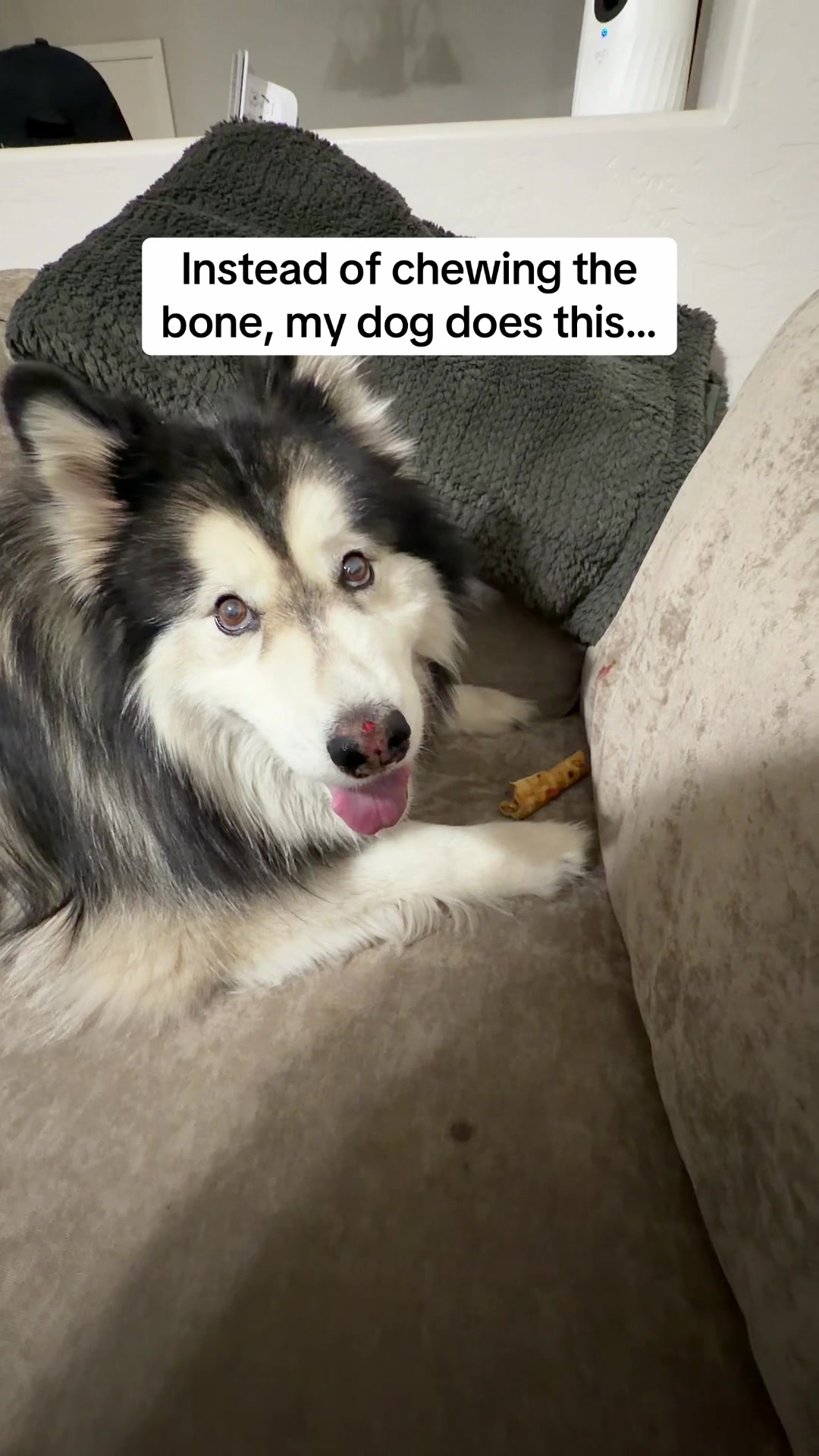 @Bandit The Husky