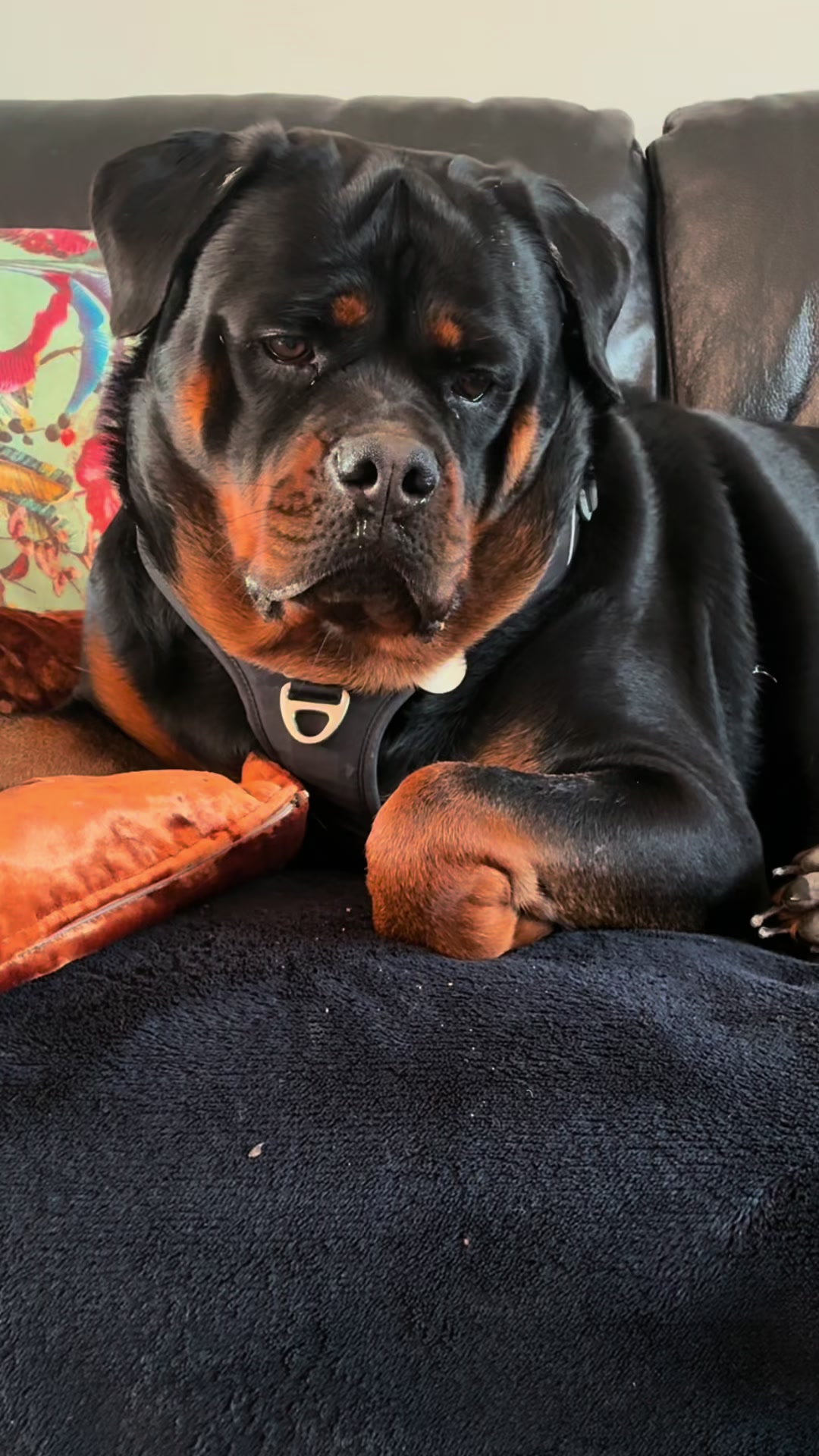 @❤️Rottiexena❤️Rottweiler Dog