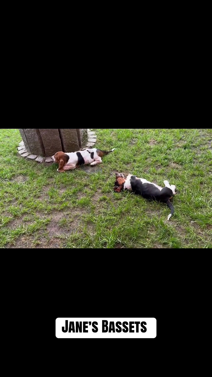 @Basset Hound Pups For Adoption