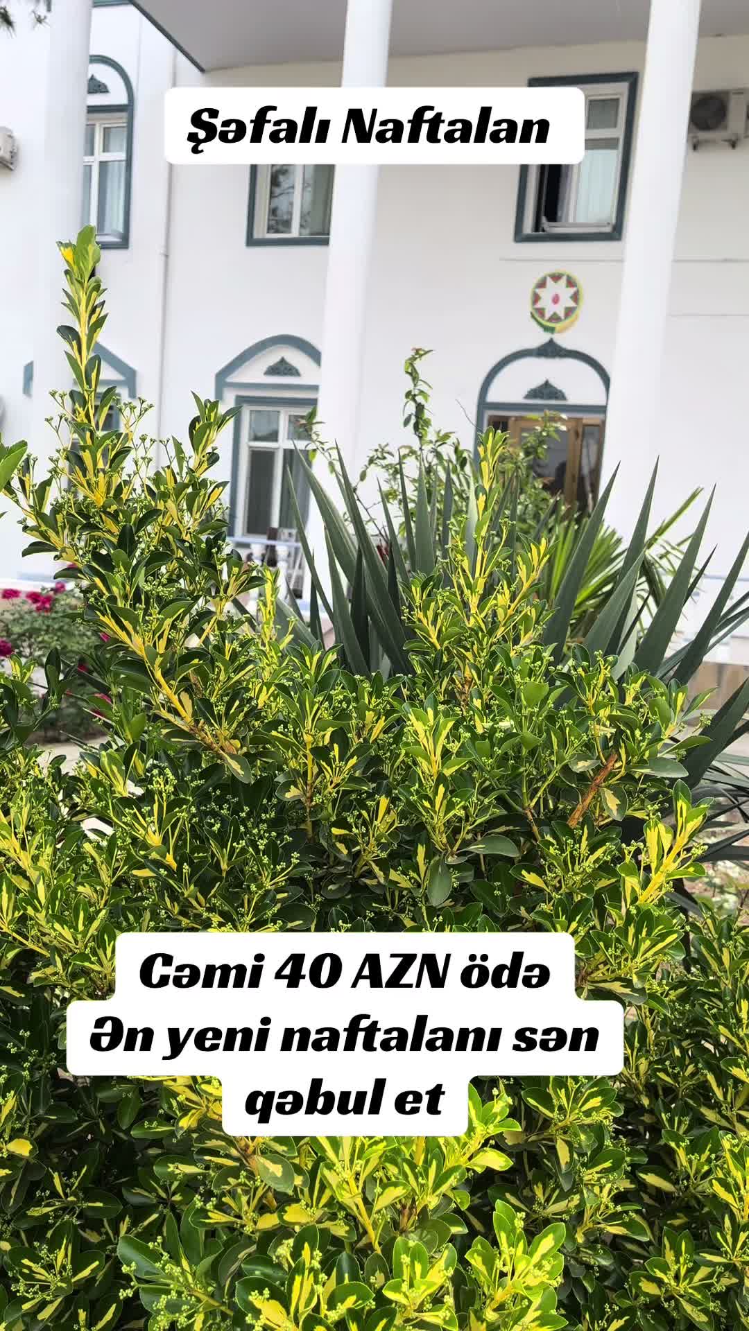 @Naftalan Medical Turizm