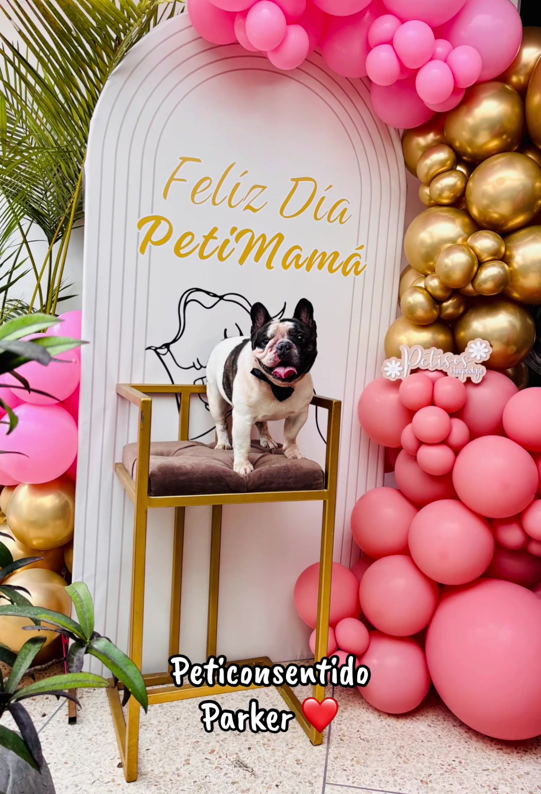 @🐾 Petisos 🐾