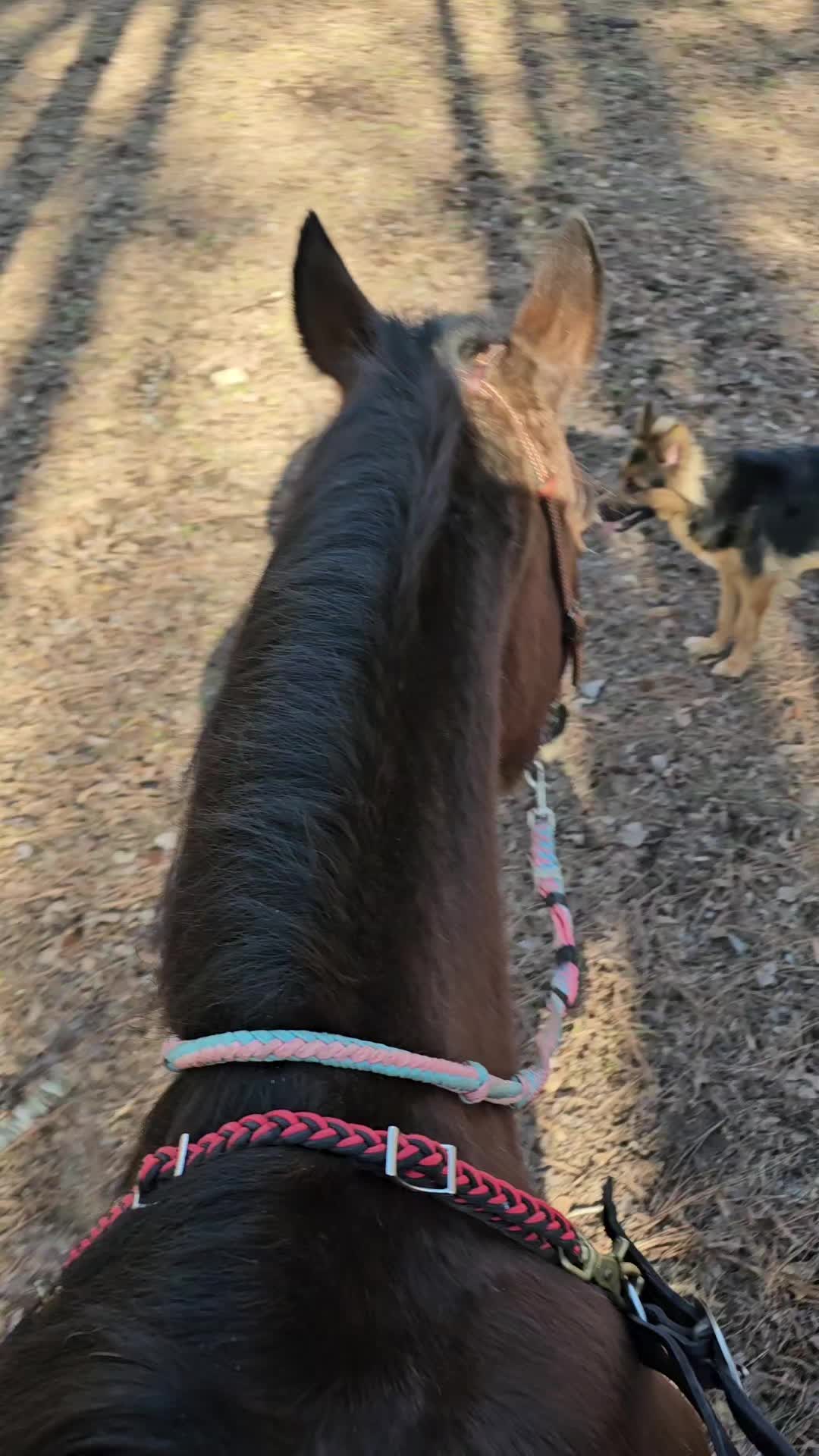 @southerncowgirl