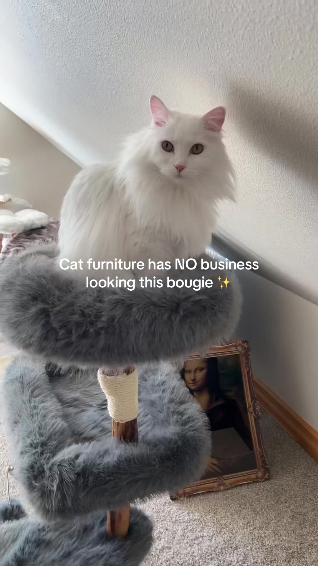 @Velvet Paws