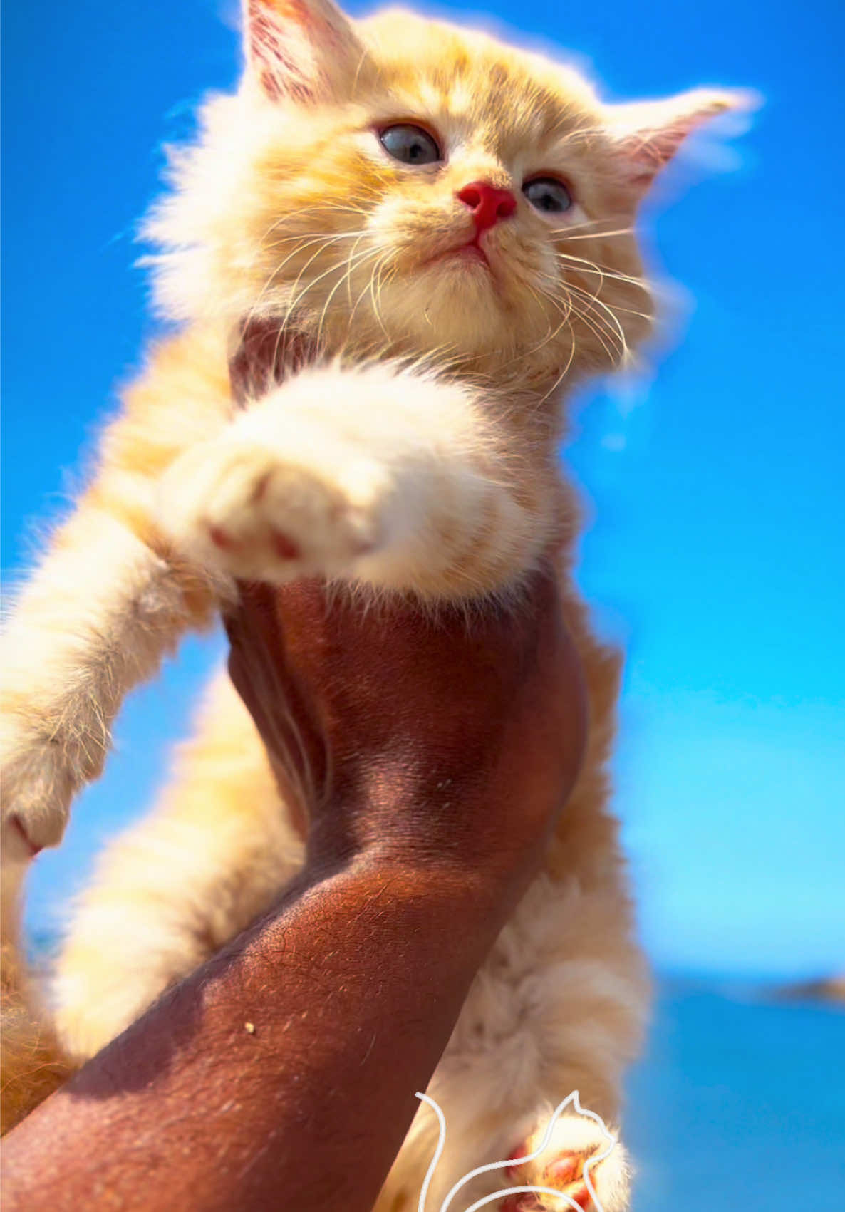 @FinestKittens