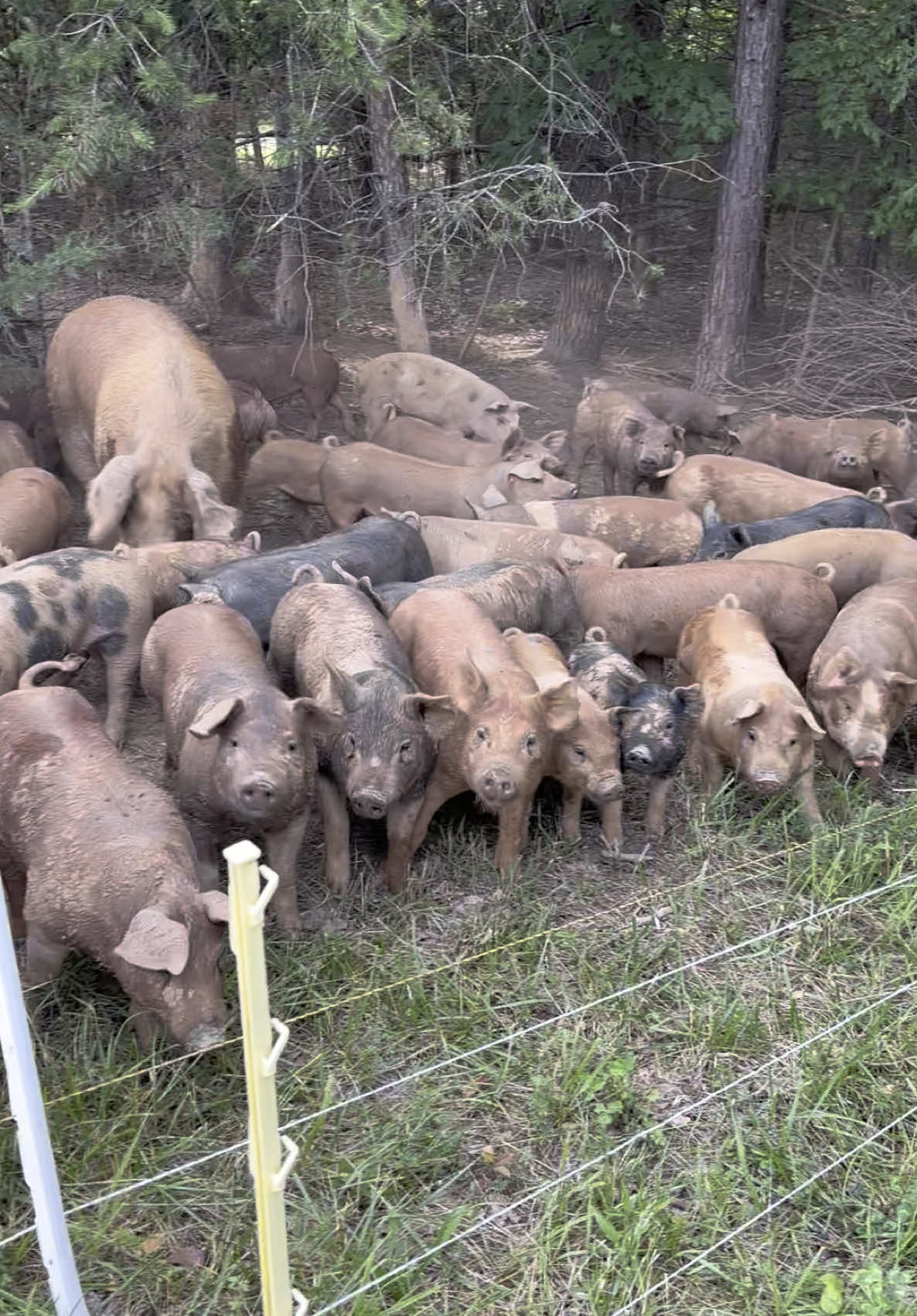 @Triple Oaks Farm