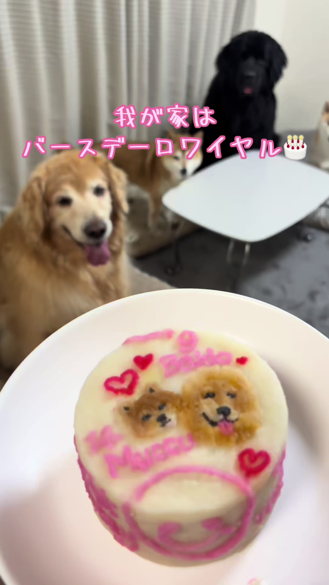 @ムックパパ🔶🐾