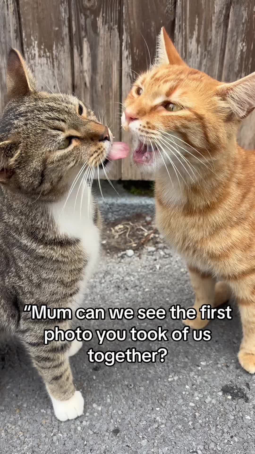 @Mittens