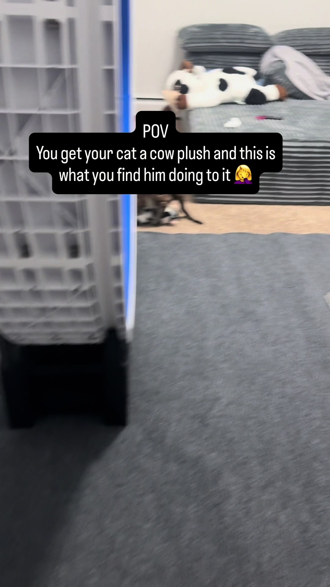 @Three Nawty Cats