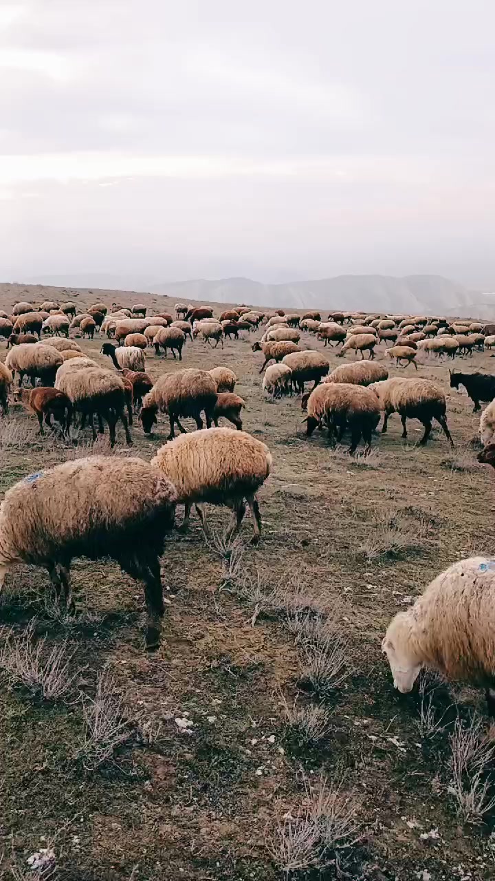 @Əlbəndə56
