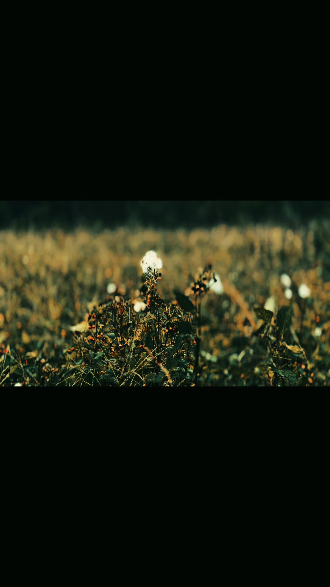 @soybeans // VGEN