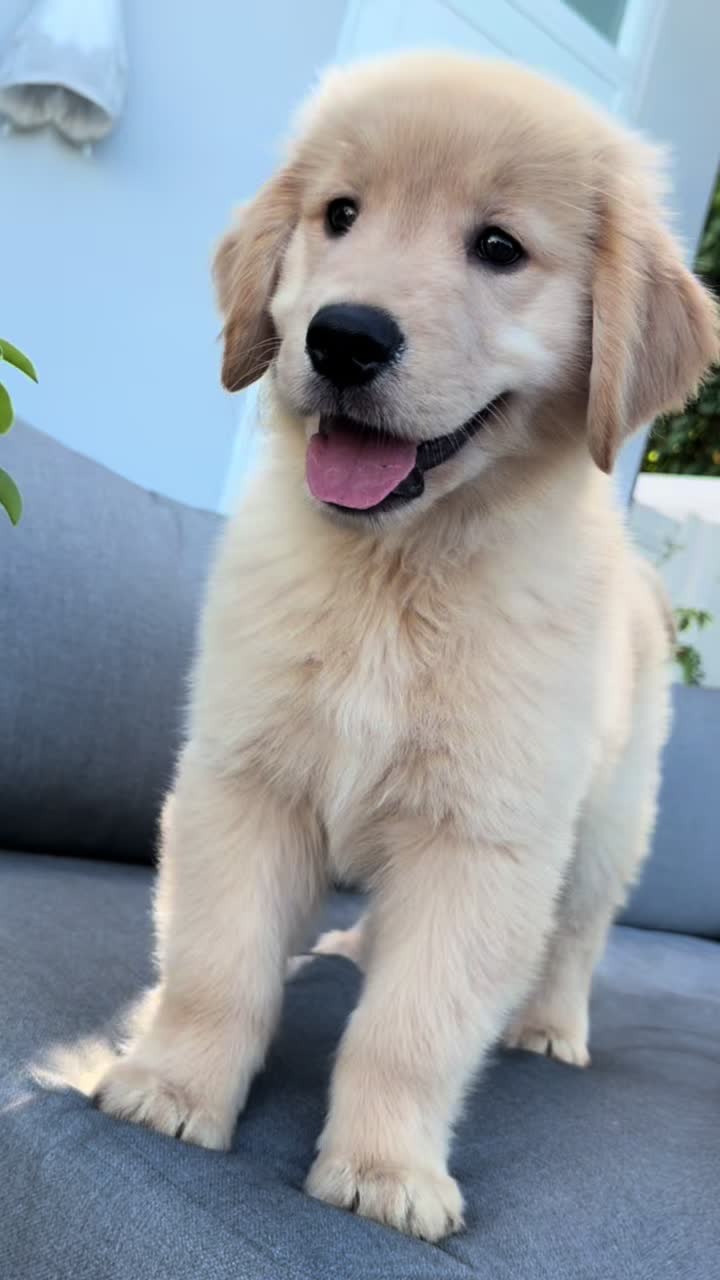 @thepawsisterspr