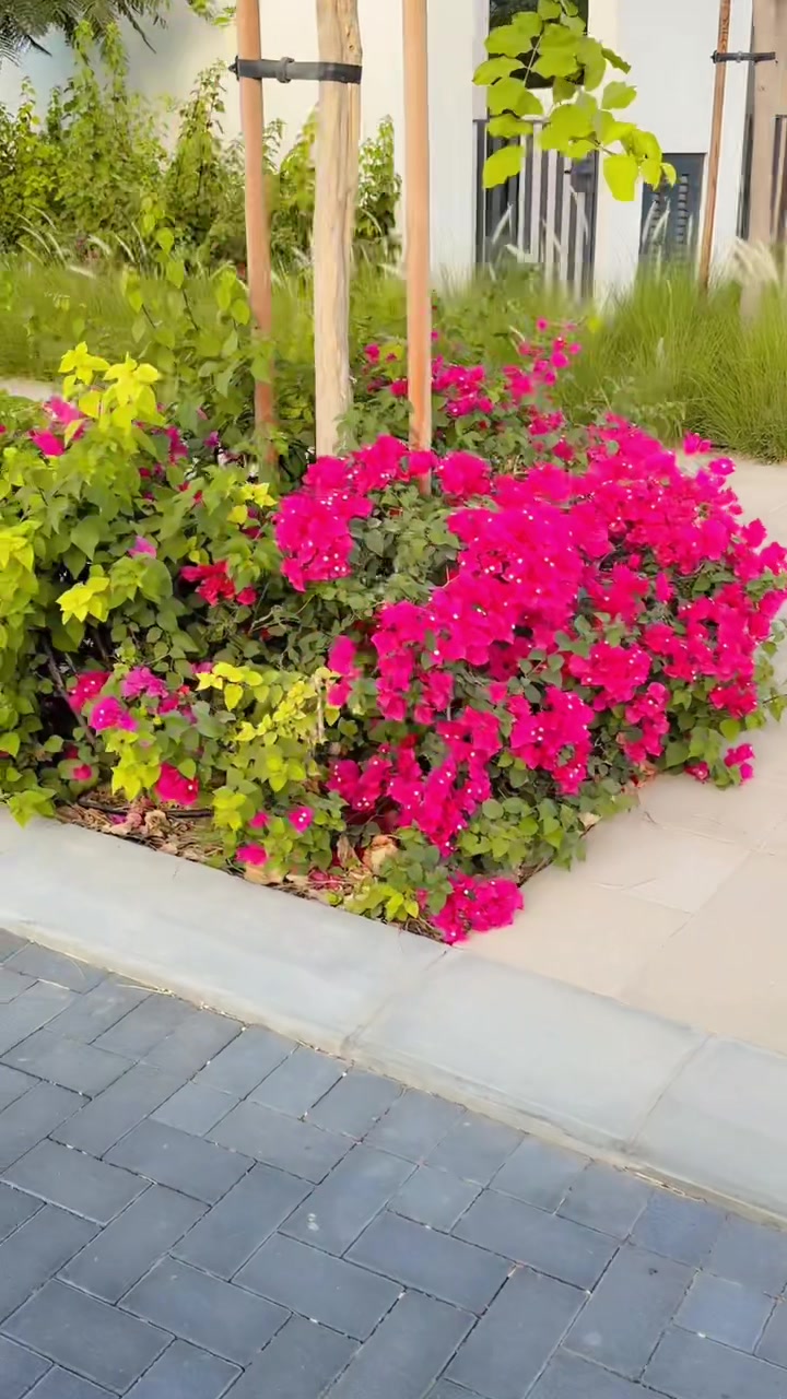 @AfraishamAdnan❤️🇦🇪
