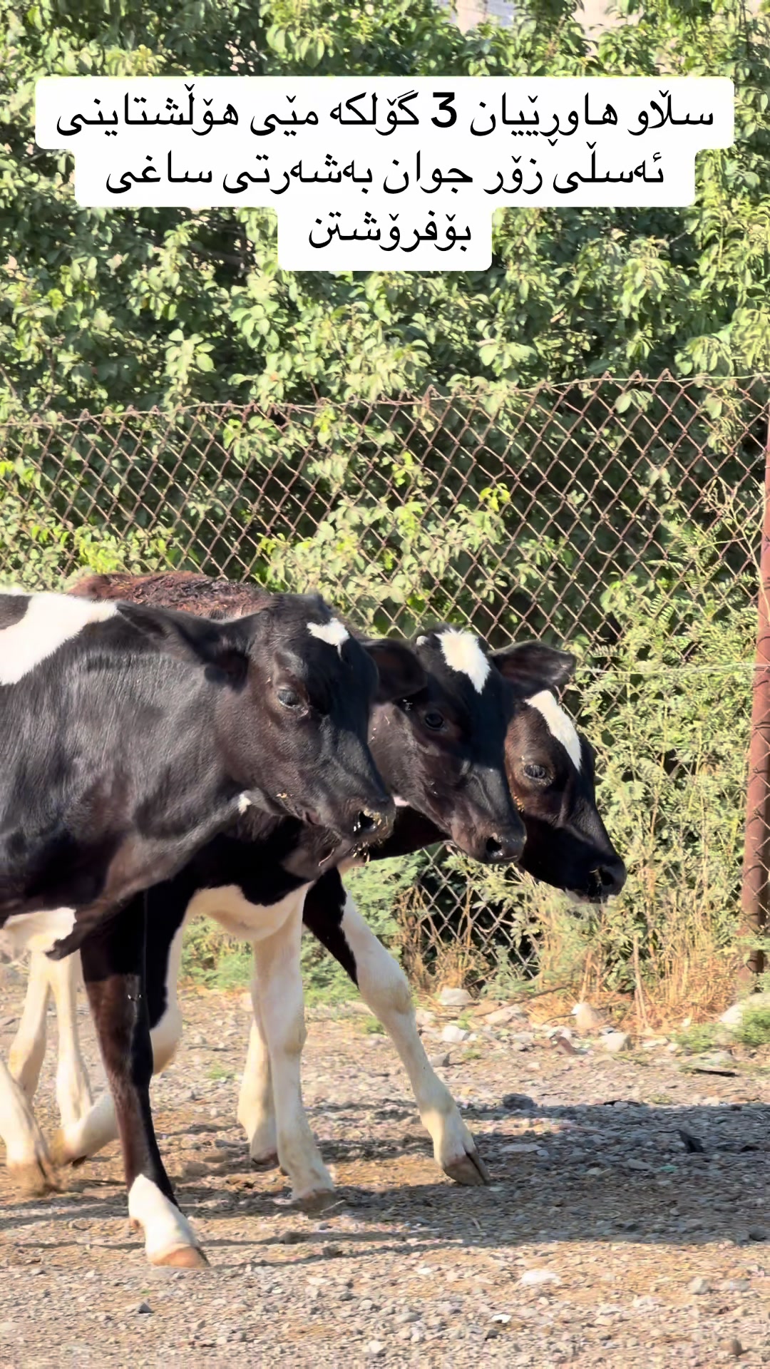 @مەیدانی ئاژەڵانی محمد 🐄🐂