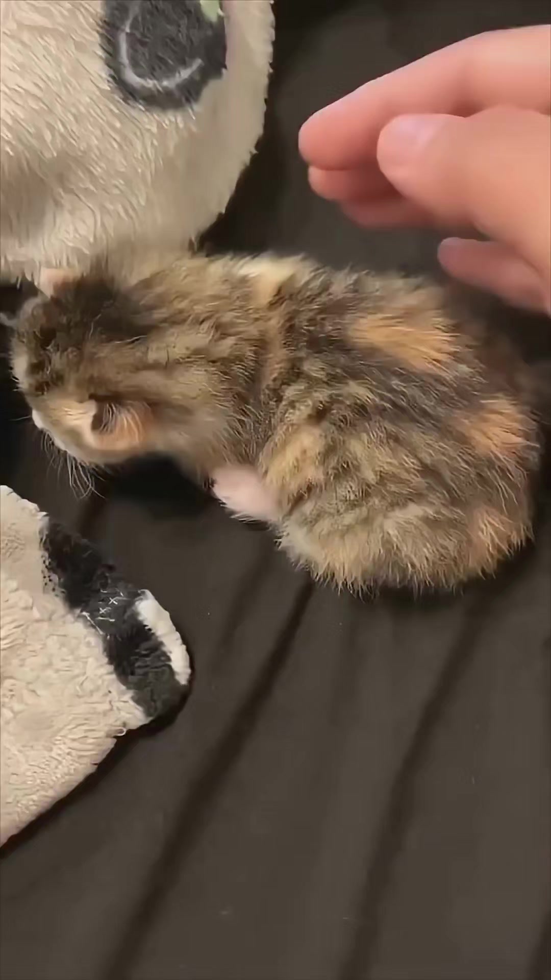 @MeowMagic