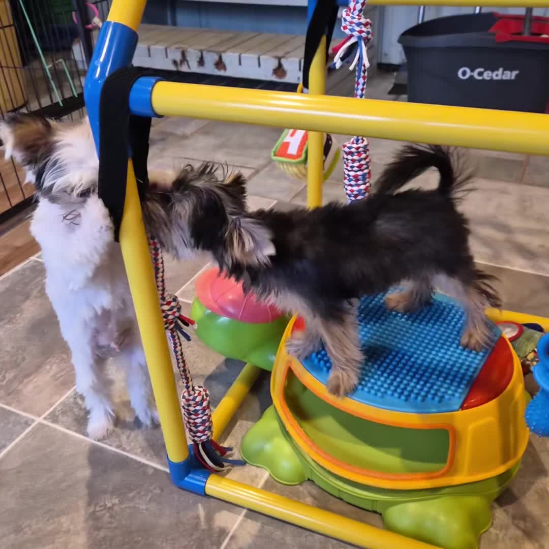 @Barb's Precious Pups
