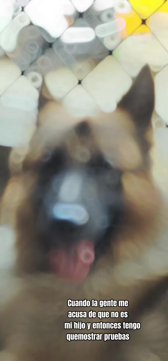 @Cachorretezeus