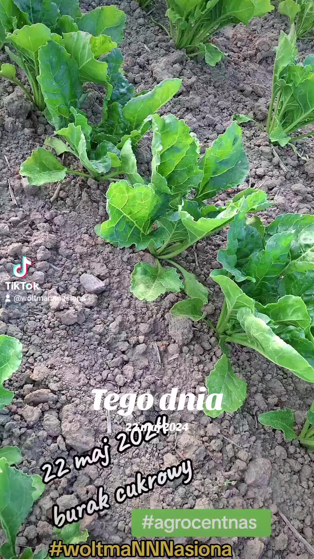 @WOLTMANNNASIONA