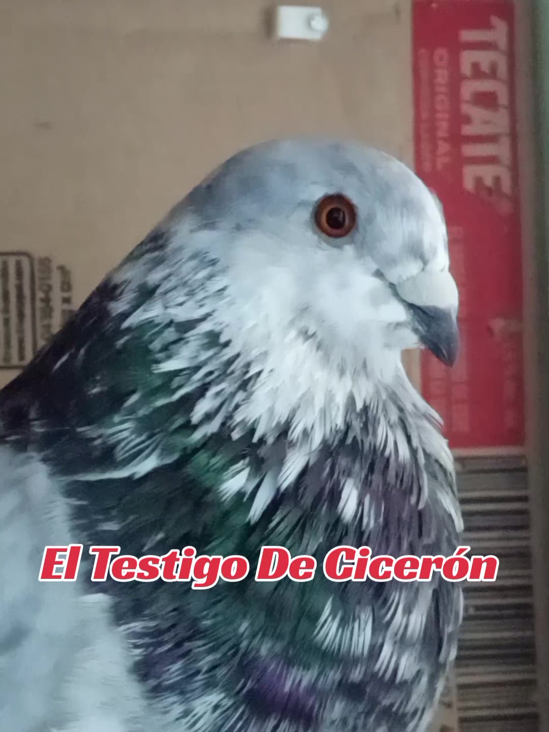 @Palomeando en Mexico