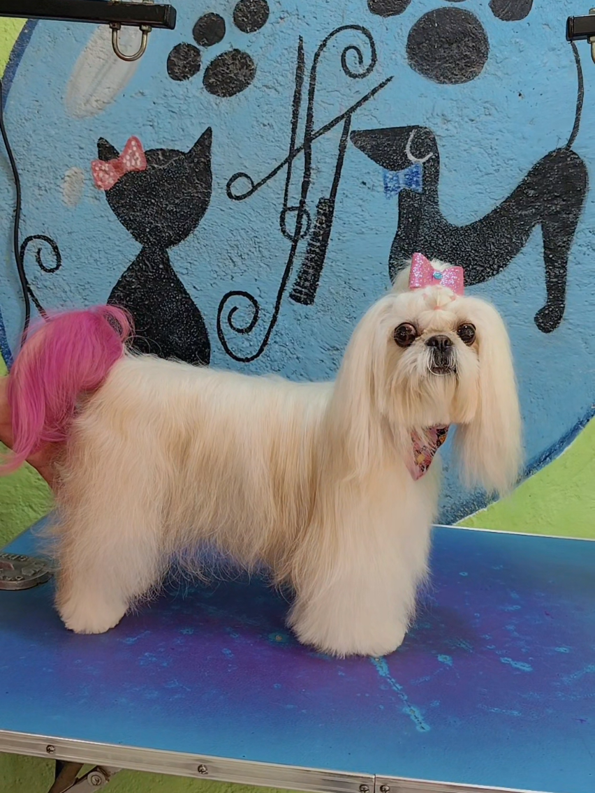 @💈🐾DOG GROOMER🐾💈