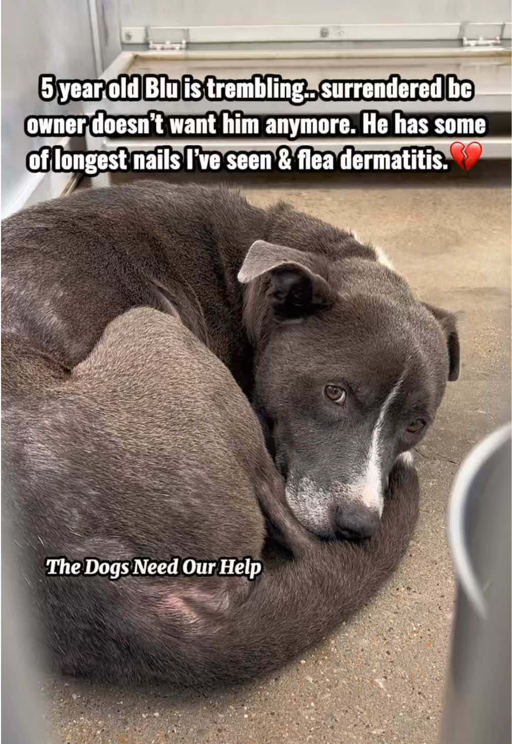 @The Dogs Need Our Help