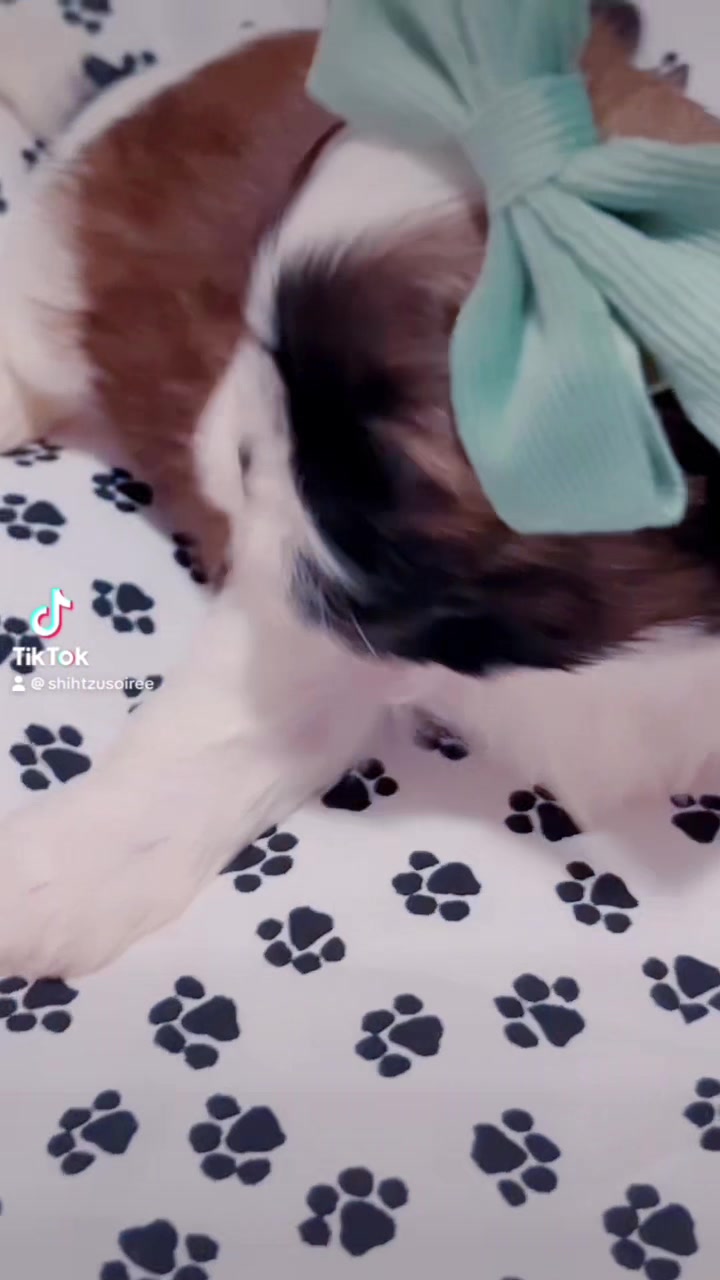 @SHIHTZU SOIRÉE