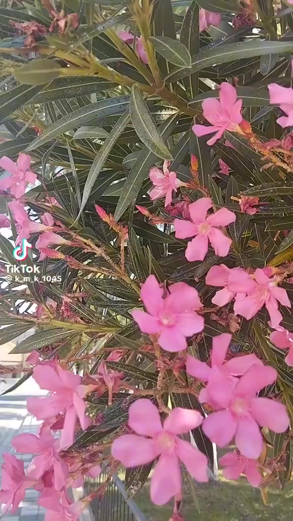 @Atakan 8154
