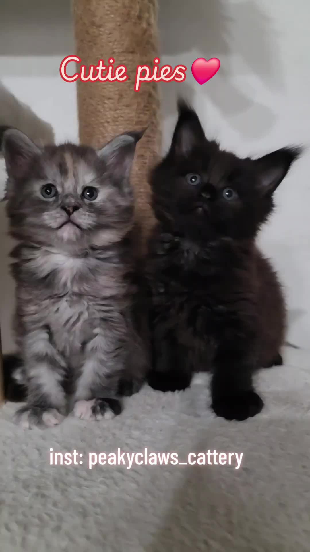 @Peaky Claws Cattery
