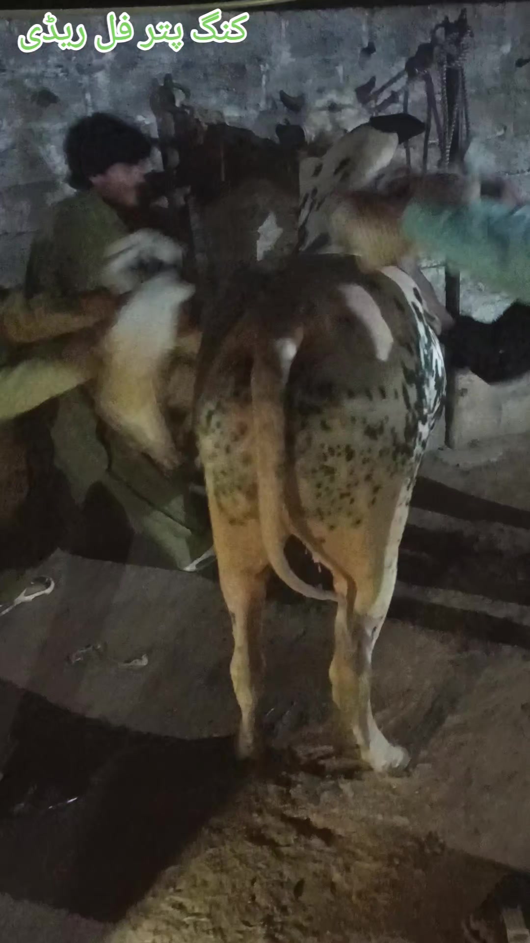 @ایا ڈنگی الہ