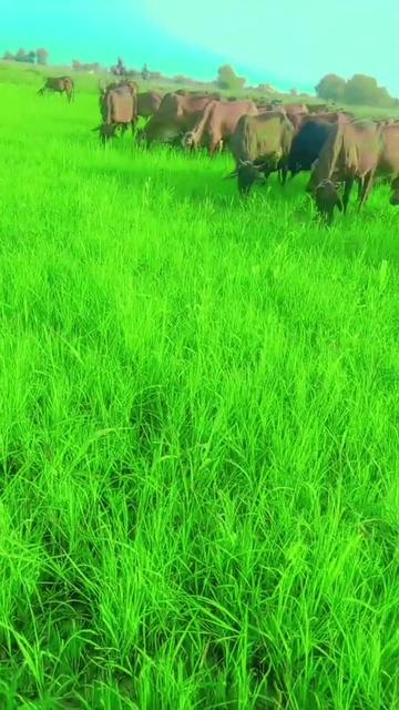 @اعجاز جلوکا مروٹ 334 H,R