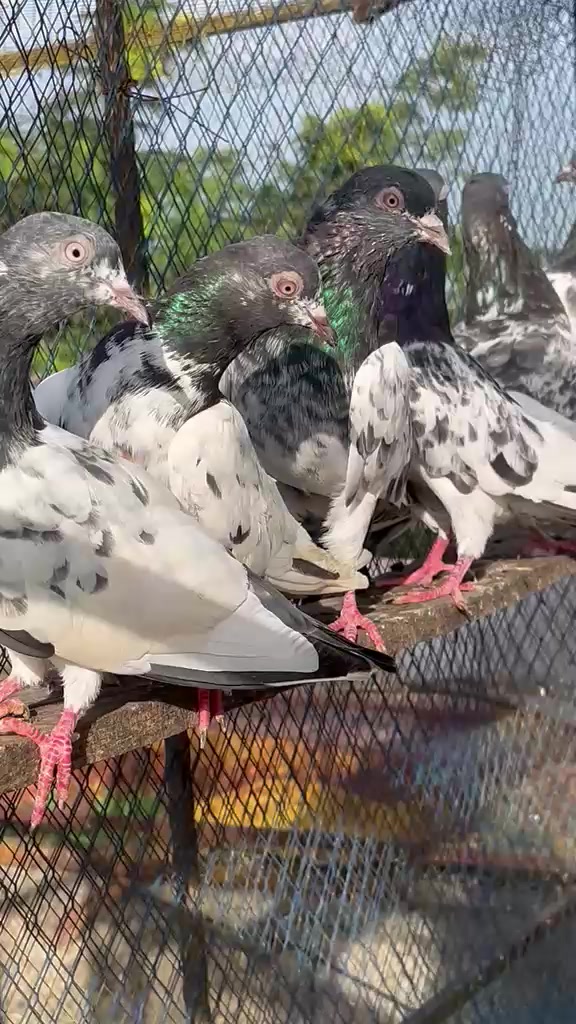 @AJK/✌️مرشد22