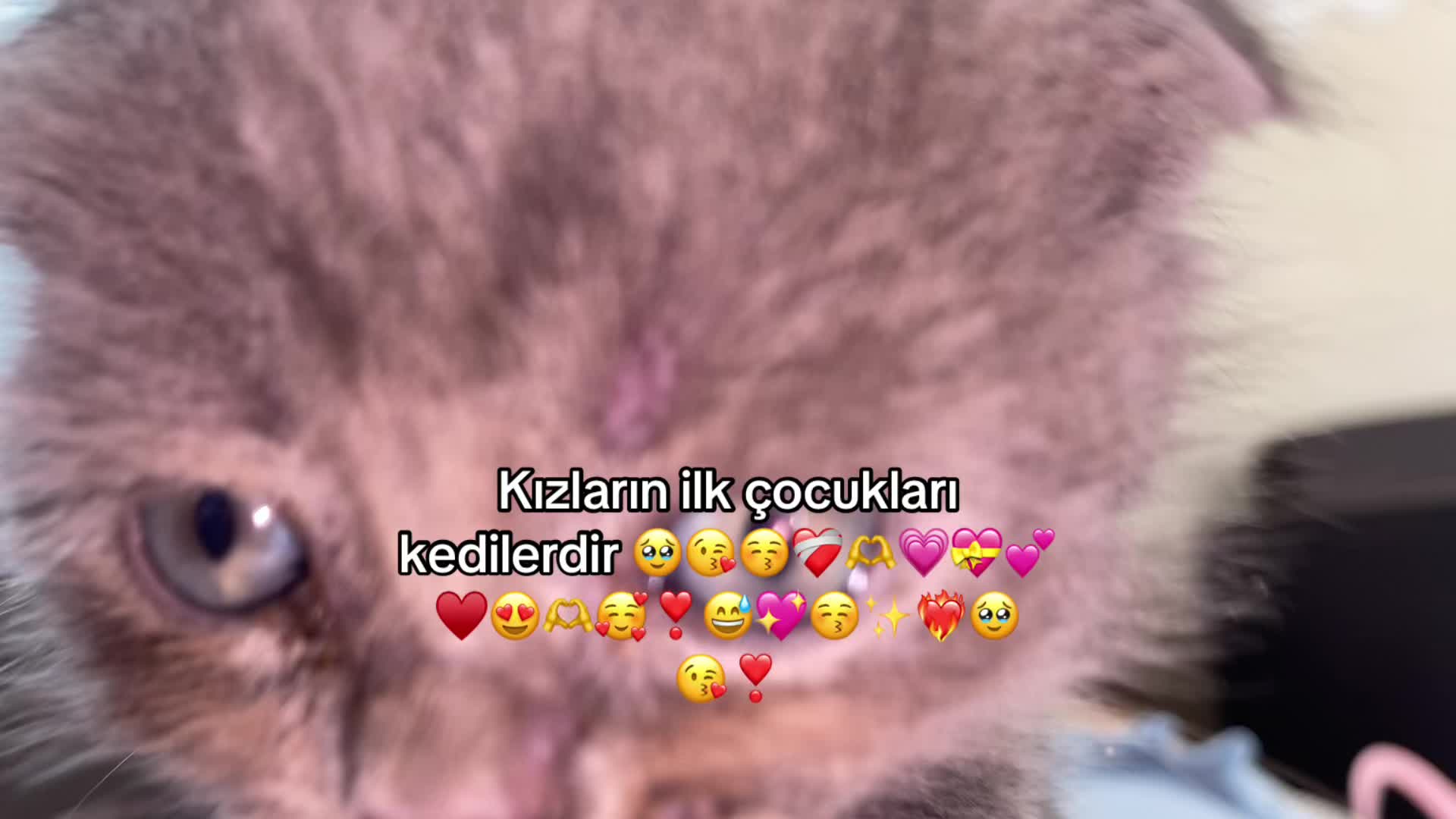 @HAZAL