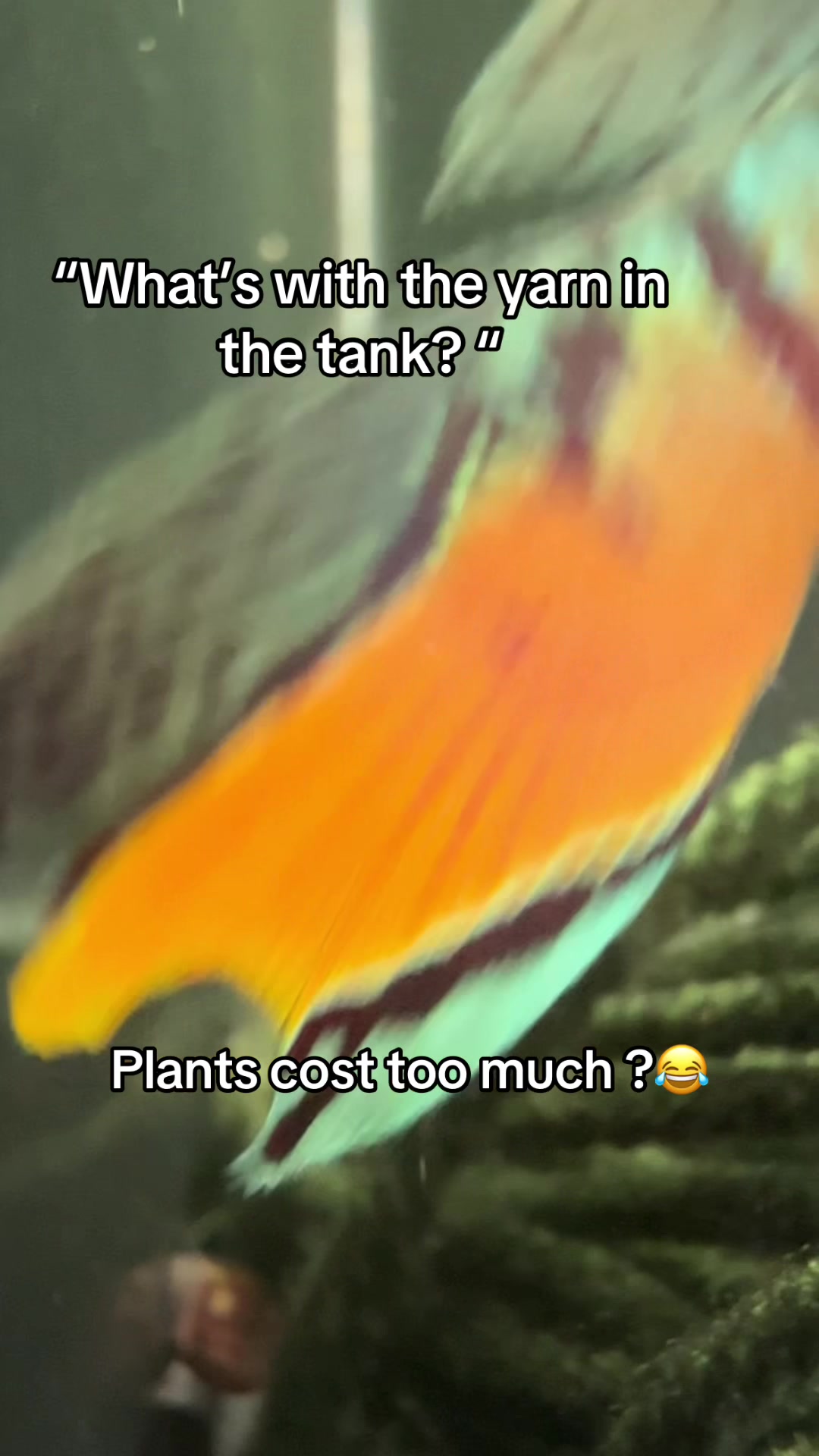 @Orange Aquatics ๐