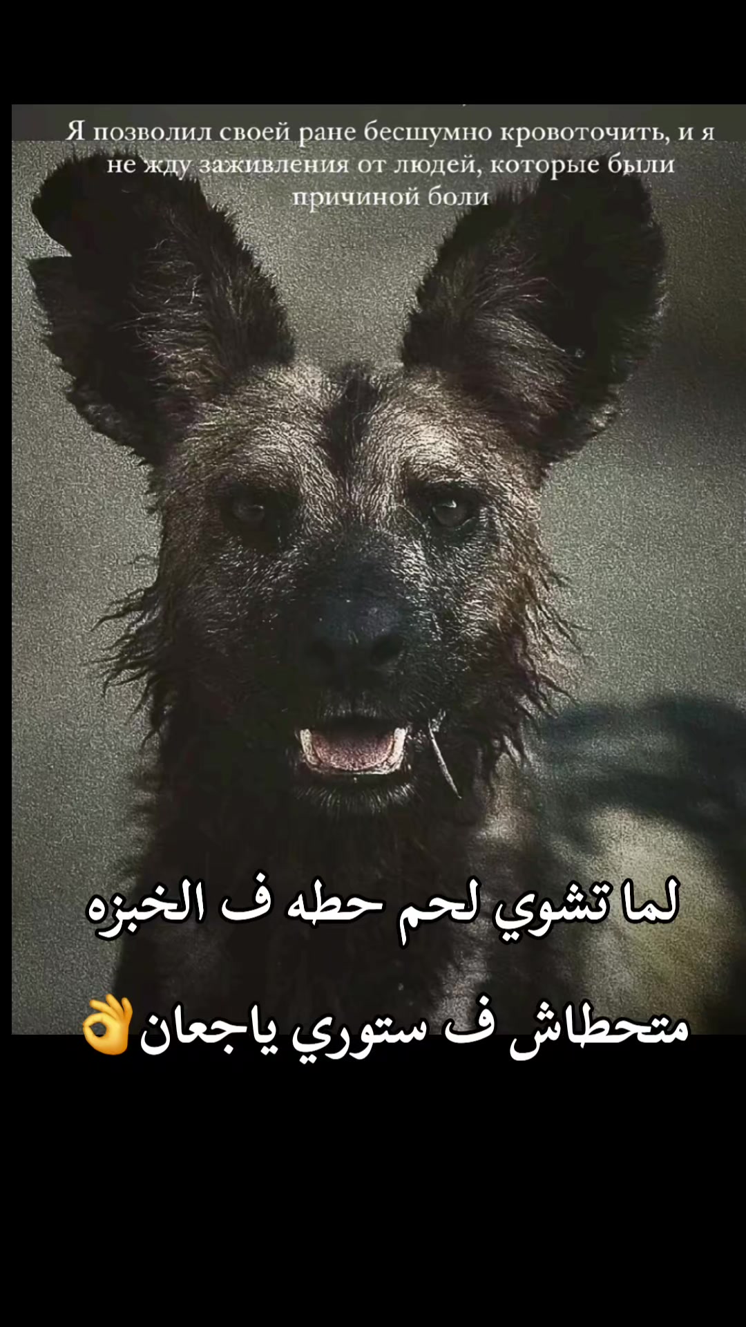 @🥇,ٍلاباتشي🥇