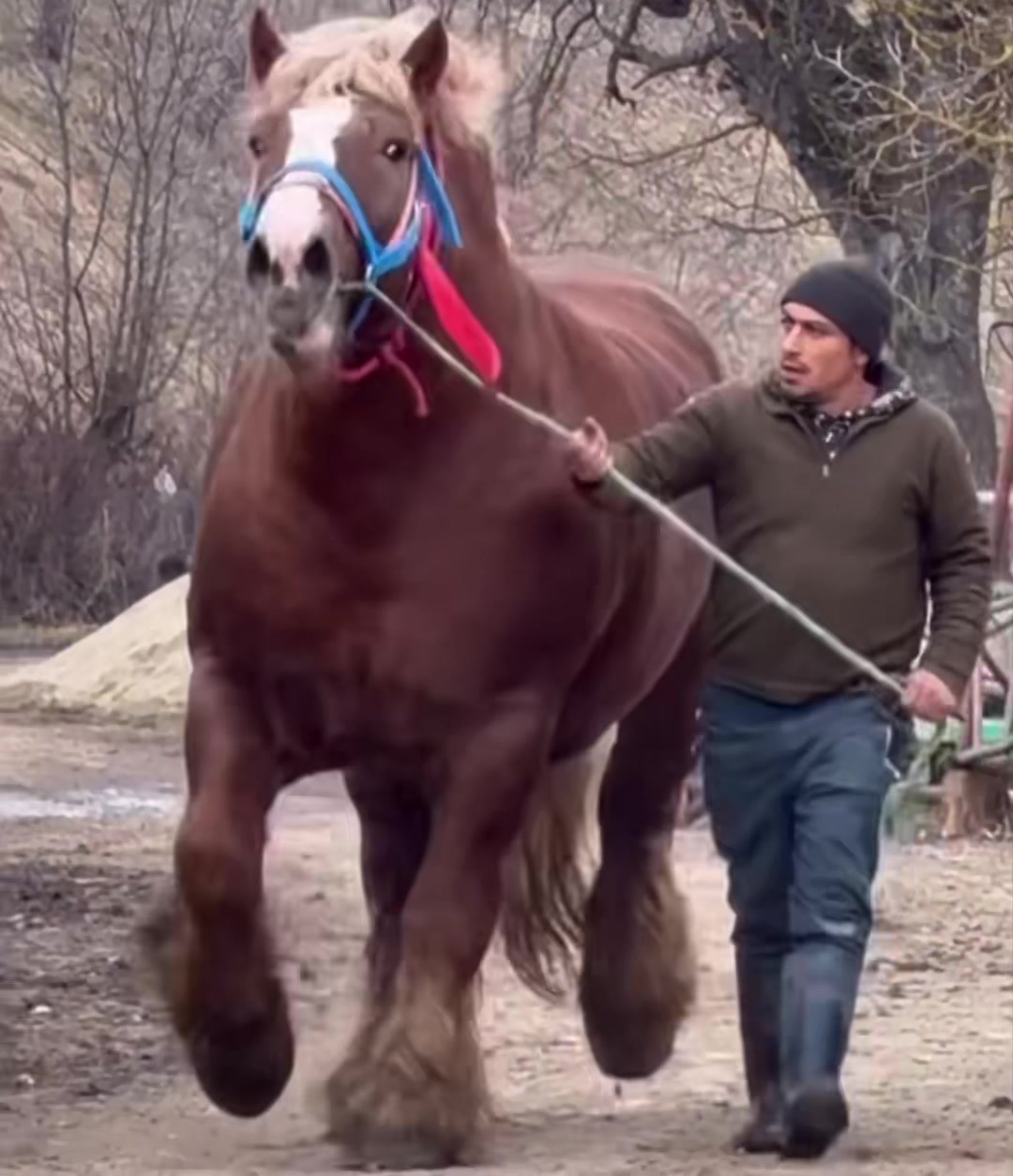@🐴Horses🐴