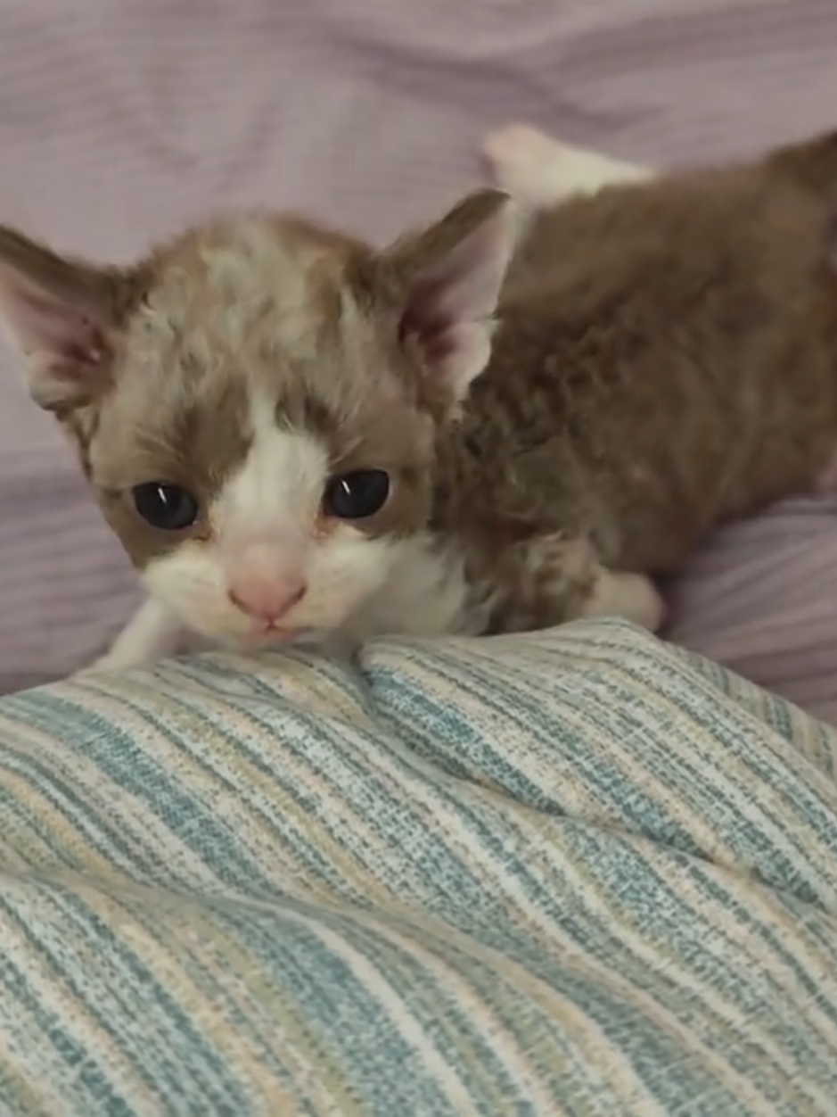@furry kids