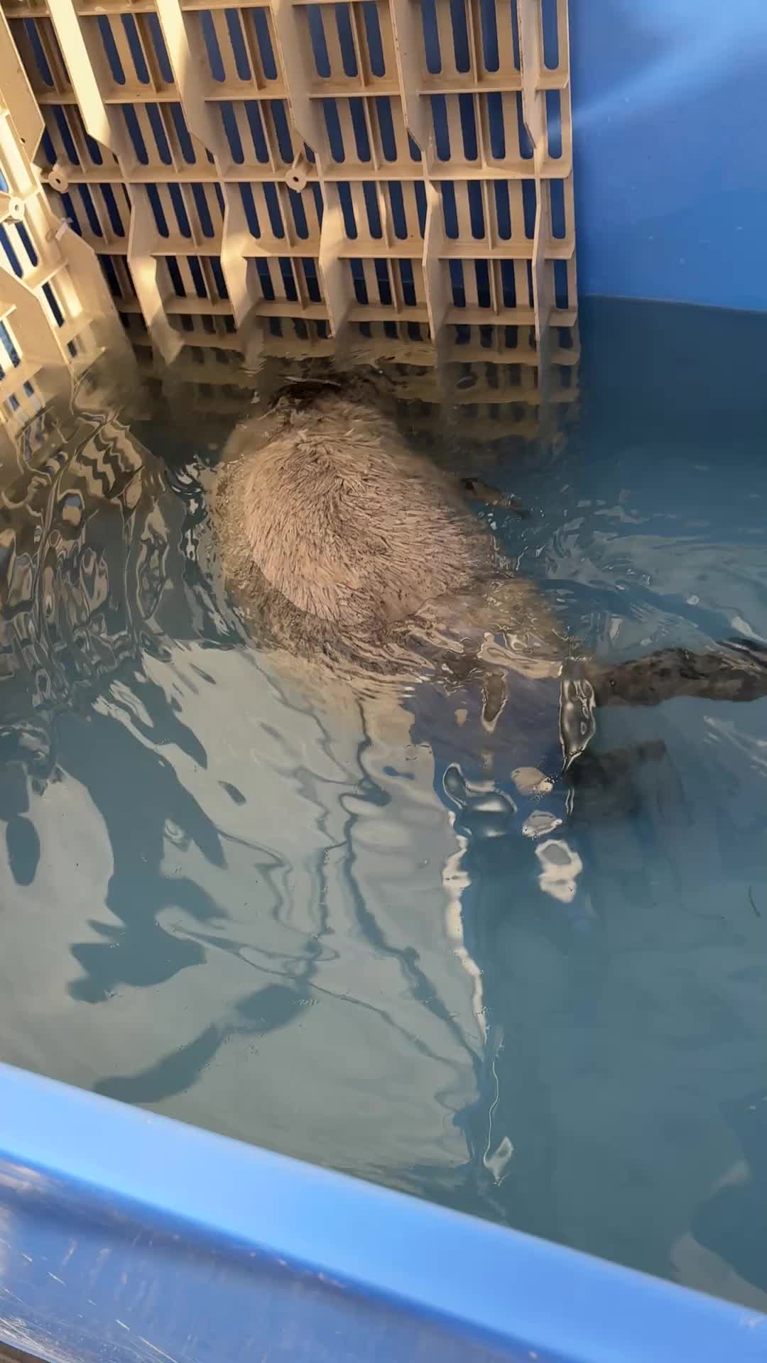 @Marine Mammal Rescue Society