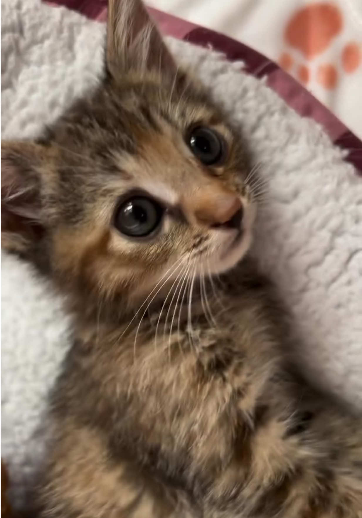 @Frankies_Fosters