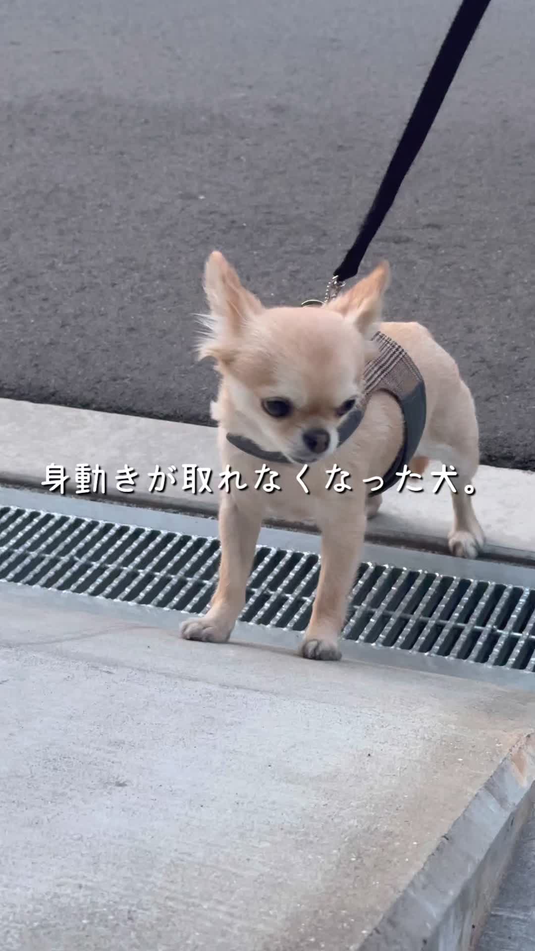 @きなこおぜん