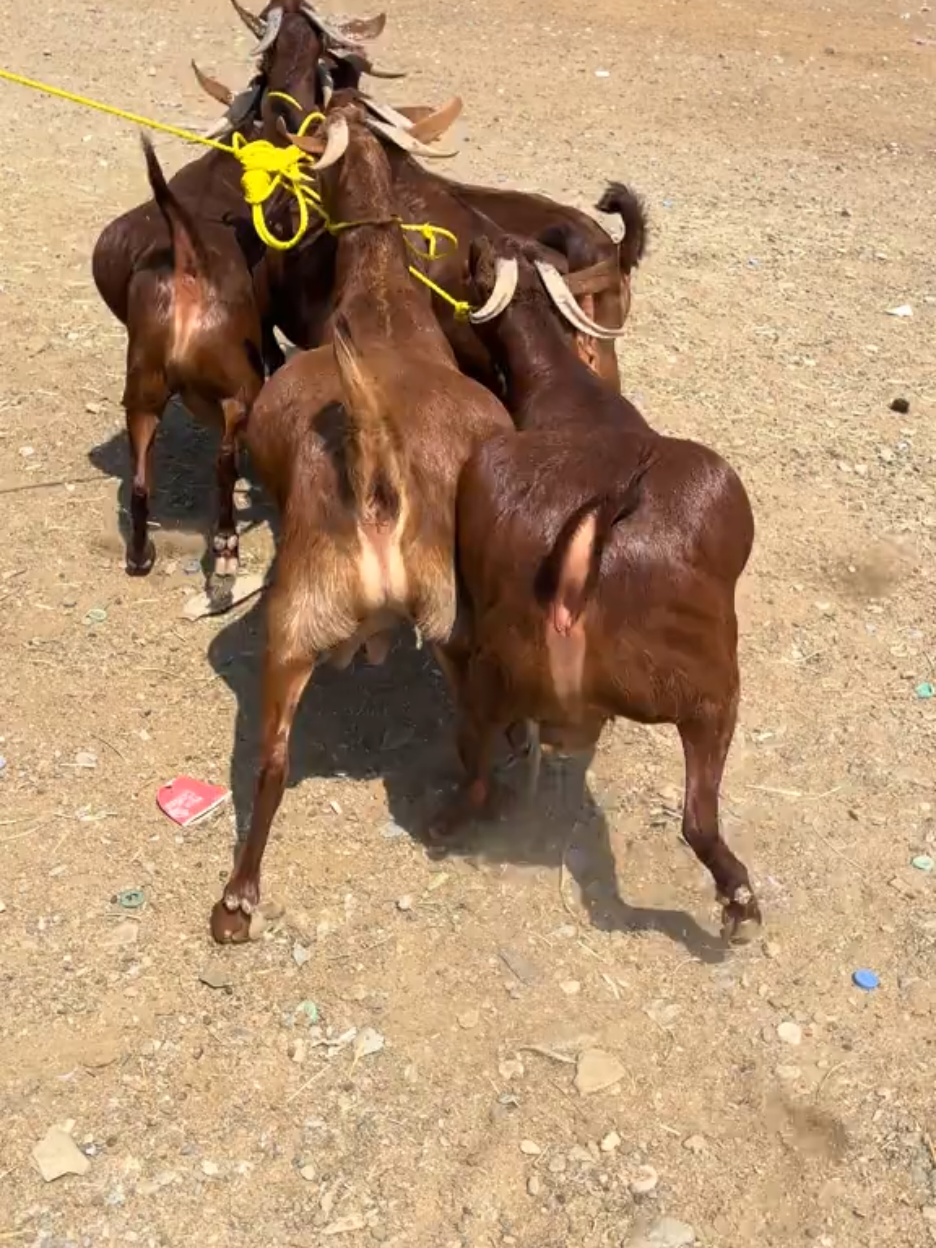@شامي