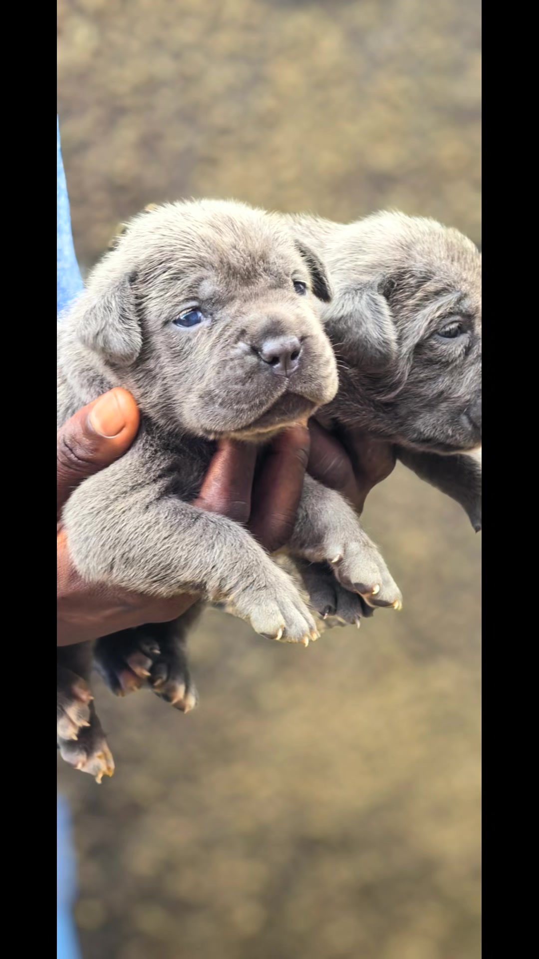 @FIRST CANE CORSO🐾🇨🇮🇨🇮🐾