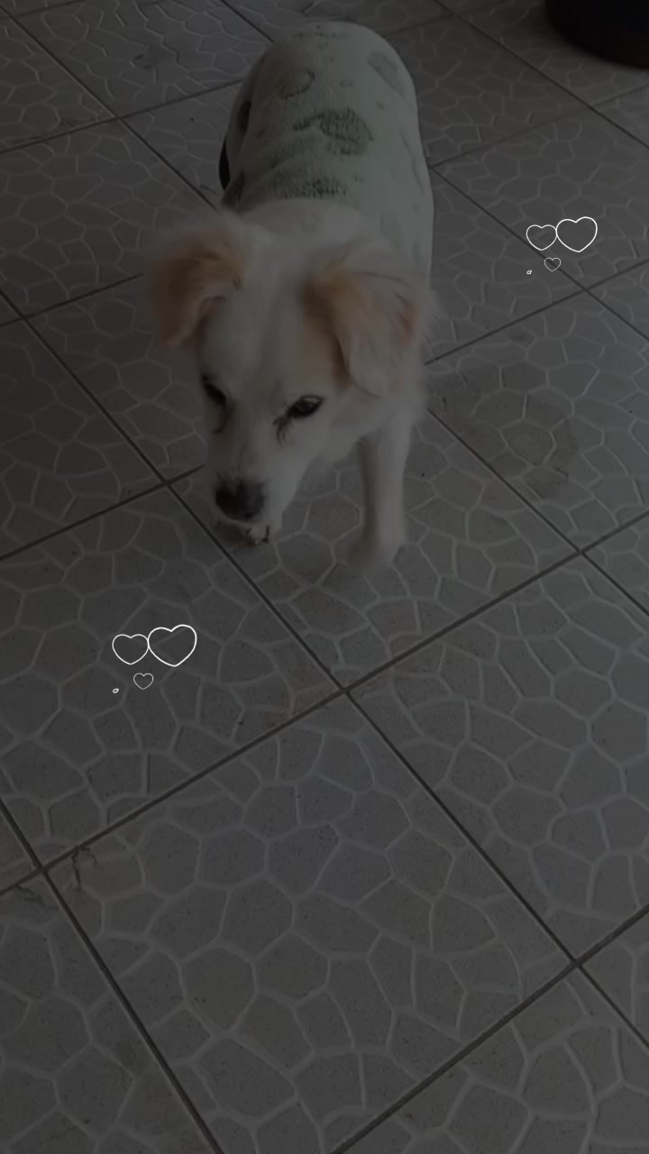 @Dogsitter