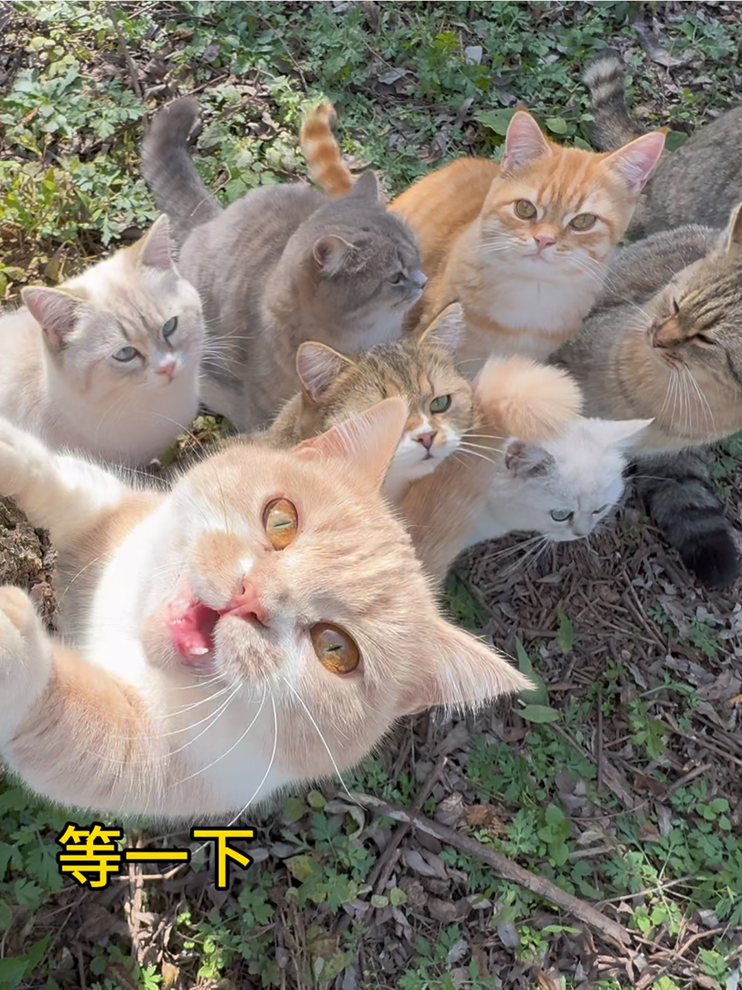 @终南山喵