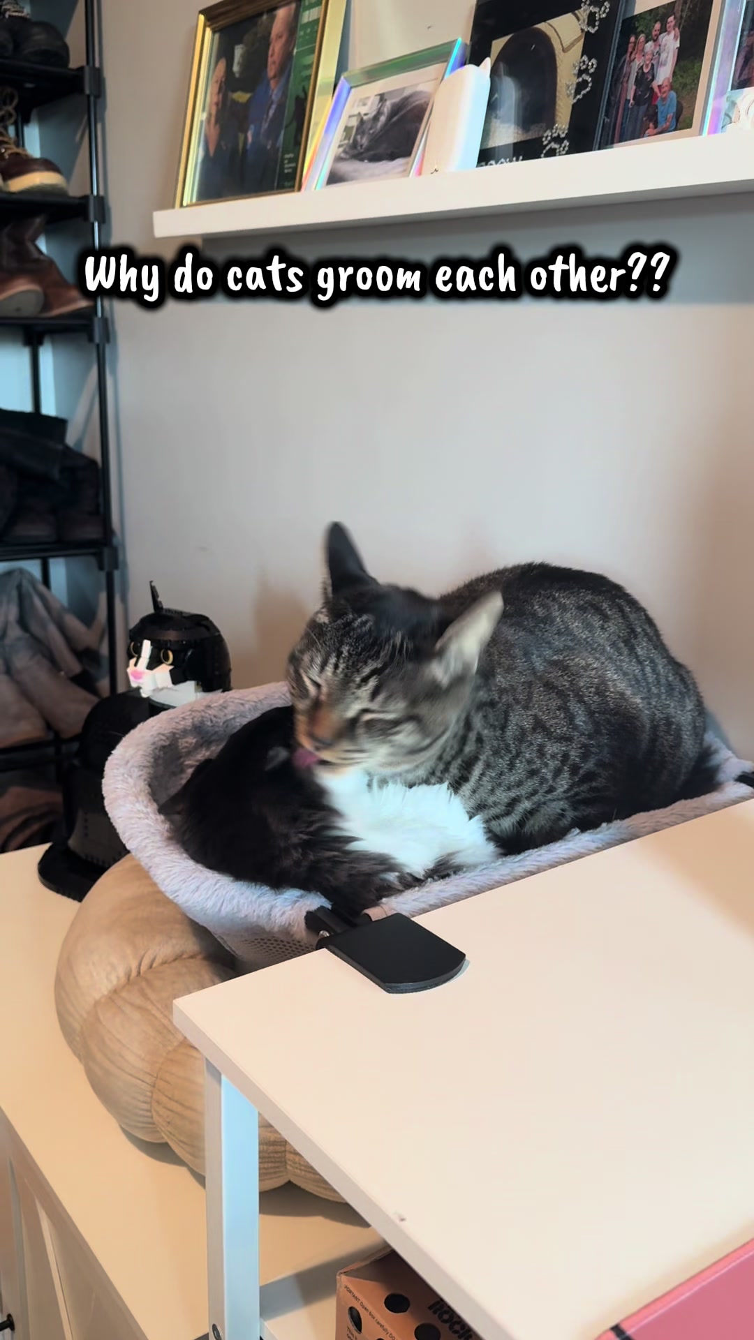 @TailsandWhiskersCo